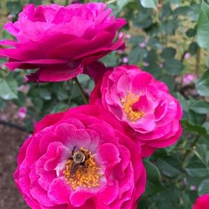 Meet your Posher, Grace